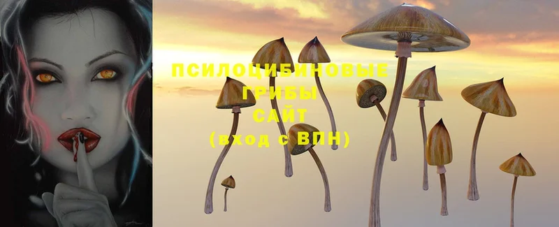 OMG зеркало  как найти закладки  Катав-Ивановск  Галлюциногенные грибы Psilocybe 